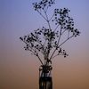 emptyshade