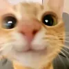 sgp_tvyu