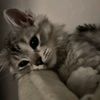 madame_memory