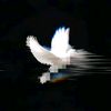 xml_gfx