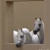 hanane.moutaouakil
