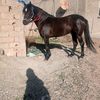 user688221502379