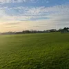 nutmegant_917483