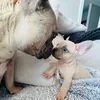 userlanarkshirefrenchies