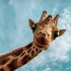Amazing Animals