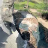 leokies7