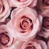 asena_asna
