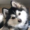 lynamdt0