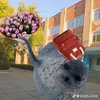 seal_bigtimerush
