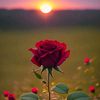 rizwanail9038