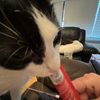 loveforkittys