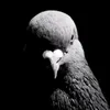 thegovermentpigeon