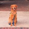 millerthegoldenboy