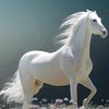 waheed_kasswani