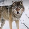 blue098wolf