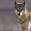 walf130