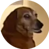 .leroipeteur