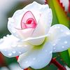 mame6545