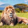 lions293