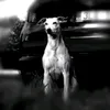 whippzoj