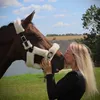 sucrehorses