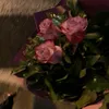 hano.sarkawt228