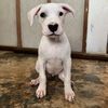 freyja_dogo