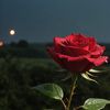 amal64944