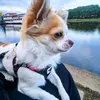 eddy_the_chihuahua