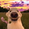corndog8923