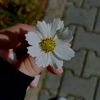 dlini_2006