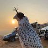 مهدي القطعاني🔱