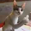 zui_6890
