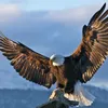 lone.warrior_____