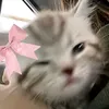 princessnahpadan