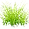 grasslol123