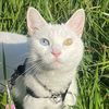chicken the white cat