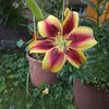 rosesham555