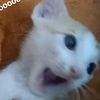 lanhami_1211