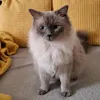 xxmeruhxx