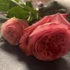 lalapetrov