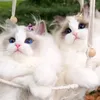 Cats lover