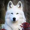wwwtitoc.com.lobo
