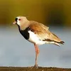 gerardolecitra1