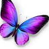 Butterfly042524
