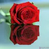 amira22amira22