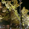 kentt444