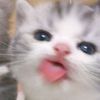 lufjaemin