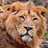 DIU_ANIMALS