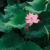 bc.080907